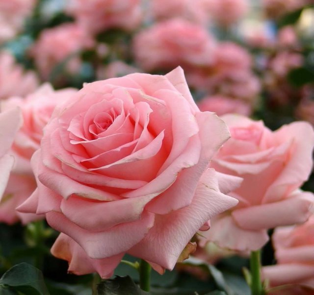 pink rose of grandmas.jpg