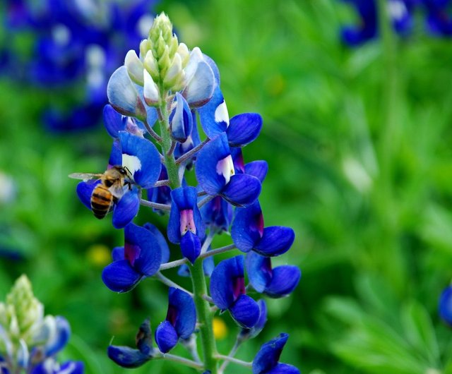 bluebonnets-018.jpg