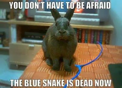 5c33e51ec08a416abefe11dab6f28993--funny-bunnies-bunny-meme.jpg