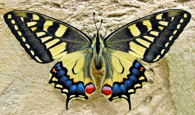butterfly-1228639_960_720.jpg