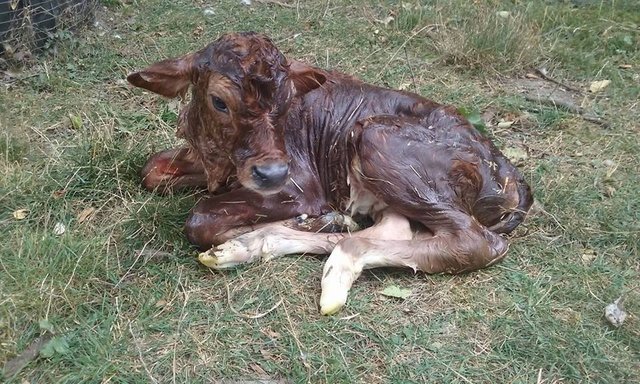 Sarahs 2nd heifer calf born 7 sept 2017.jpg