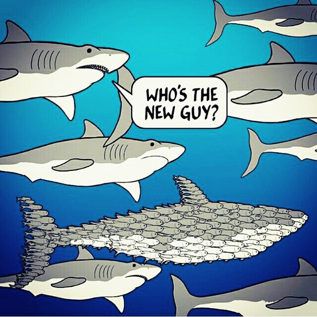who-is-the-new-guy-shark.jpg