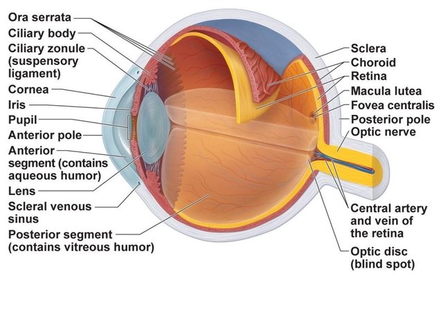 Human Eye Diagram Blind Spot