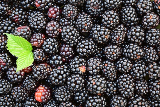 blackberries-1541320_1280.jpg