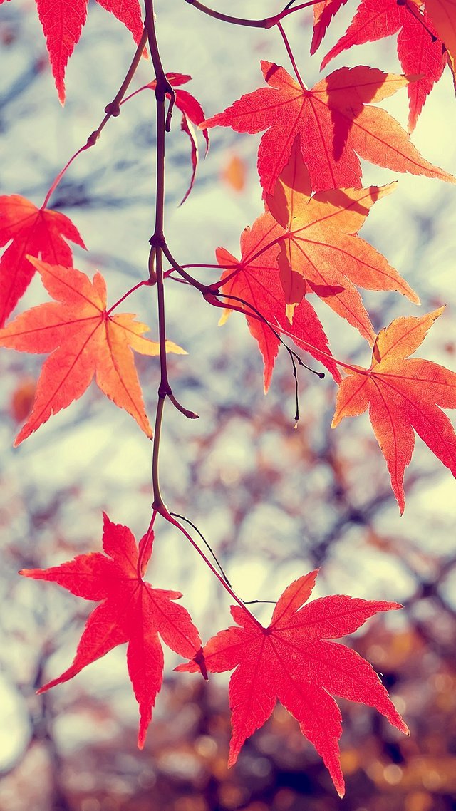 Autumn_leaves-wallpaper-11199869.jpg