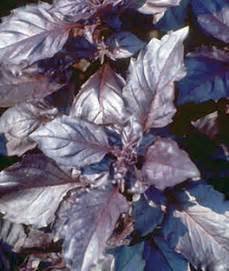 herbs dark opal basil burpee.jpg