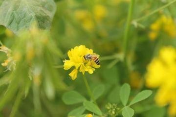 honey-bee-on-flower-1625211.jpg