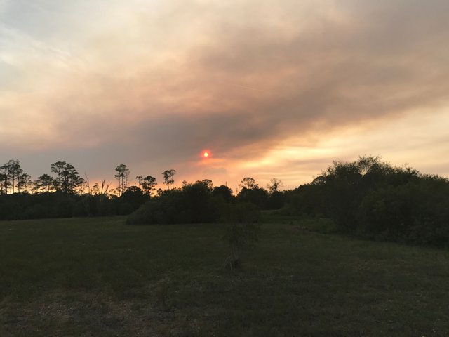 Sunset At Prairie Pines Preserve N Fort Myers Fl — Steemit