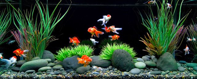 66_1aquarium_goldfishtank.jpg