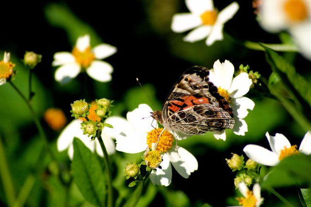 butterfly 4-1.jpg