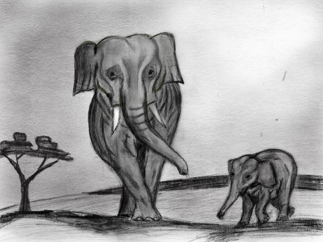 Elephantdrawing.jpg