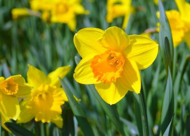 daffodil.jpg