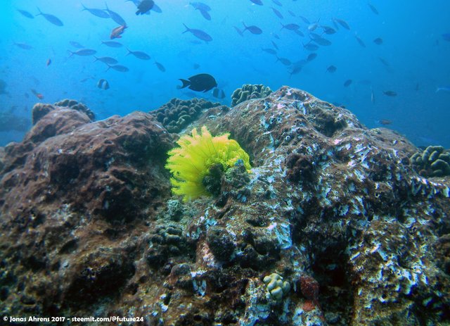 Beautiful Yellow Coral Maldives