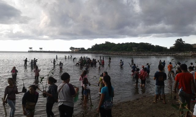 mangroveplanting.jpg