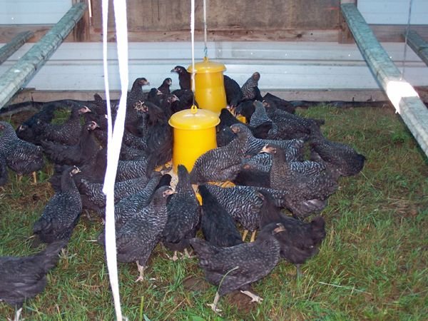 Broilers - feeding frenzy crop June 2016.jpg