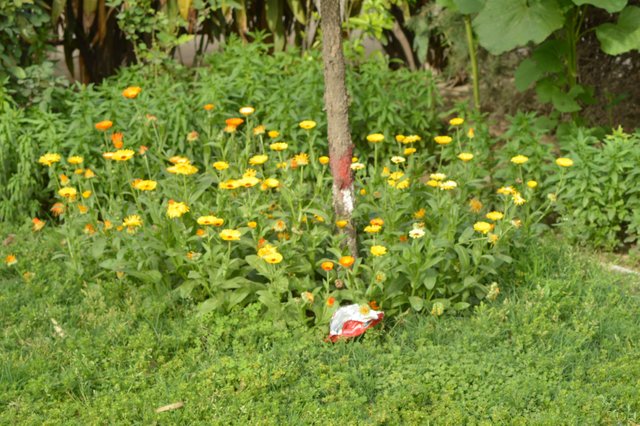 DSC_0089.JPG