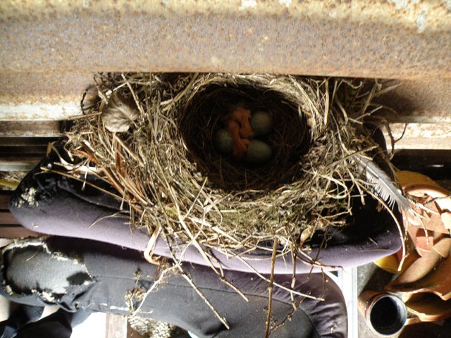 blackbird chicks (2) (2015_09_28 11_13_35 UTC).JPG