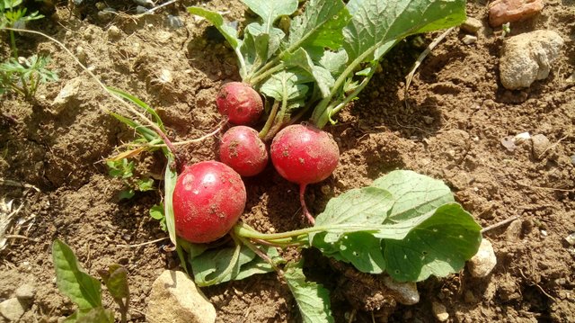 20180519_151535.jpg