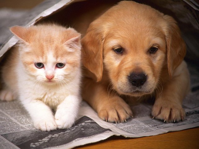 Dog-with-Cat_HD_animalplanethd.com_.jpg