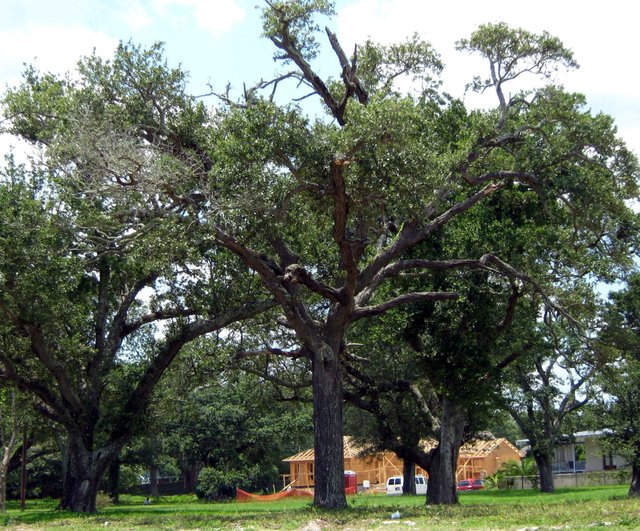 Katrina Trees 007.JPG