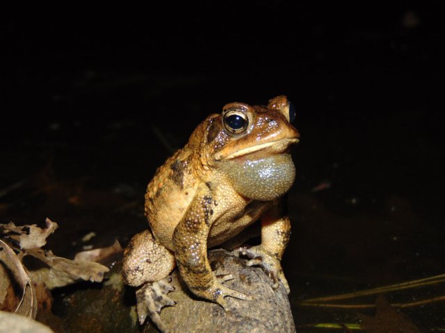 DSC00012.JPG