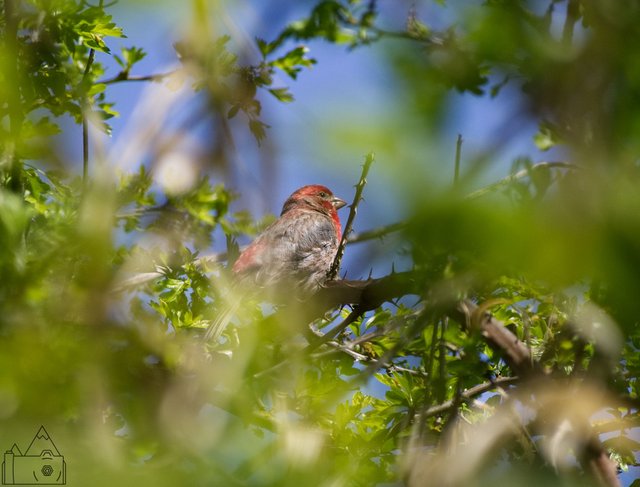 Tree Bird 15.jpg