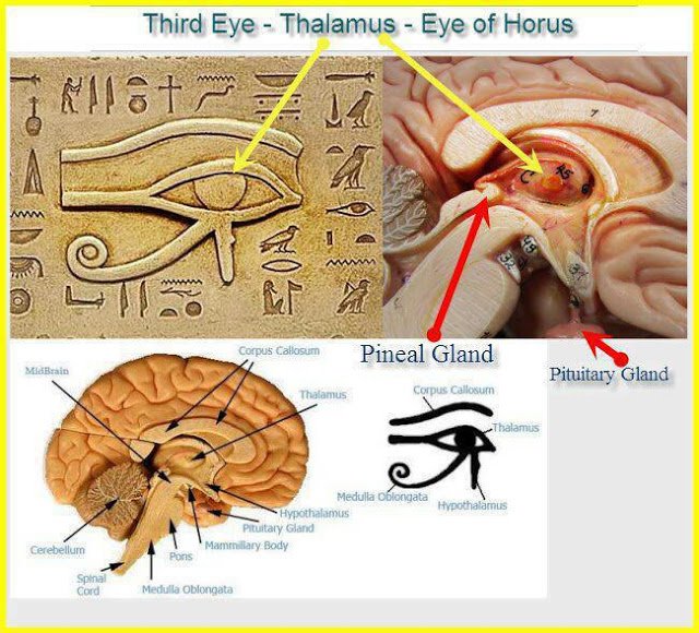 Ancient-Egypt-and-the-Pineal-Gland.jpg