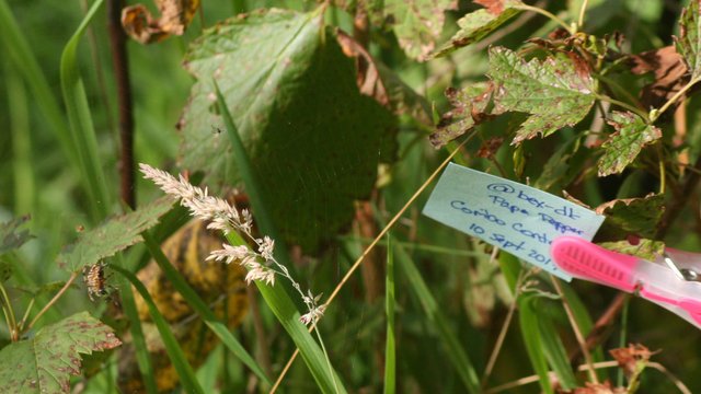 spider-grass-proof.JPG