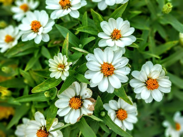flower-white-orange.jpg