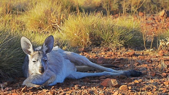 flinders-ranges-10.jpg