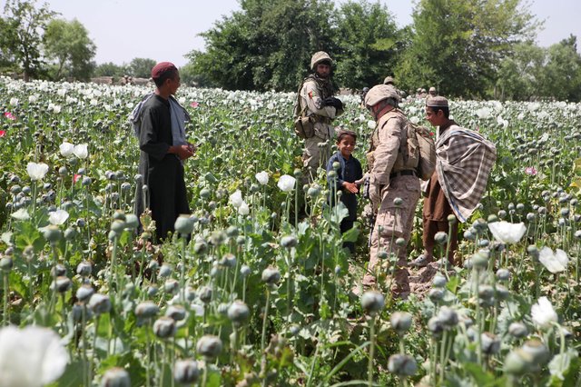 Afghan Poppy Fields.jpg