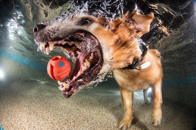 underwater-dogs-4.jpg