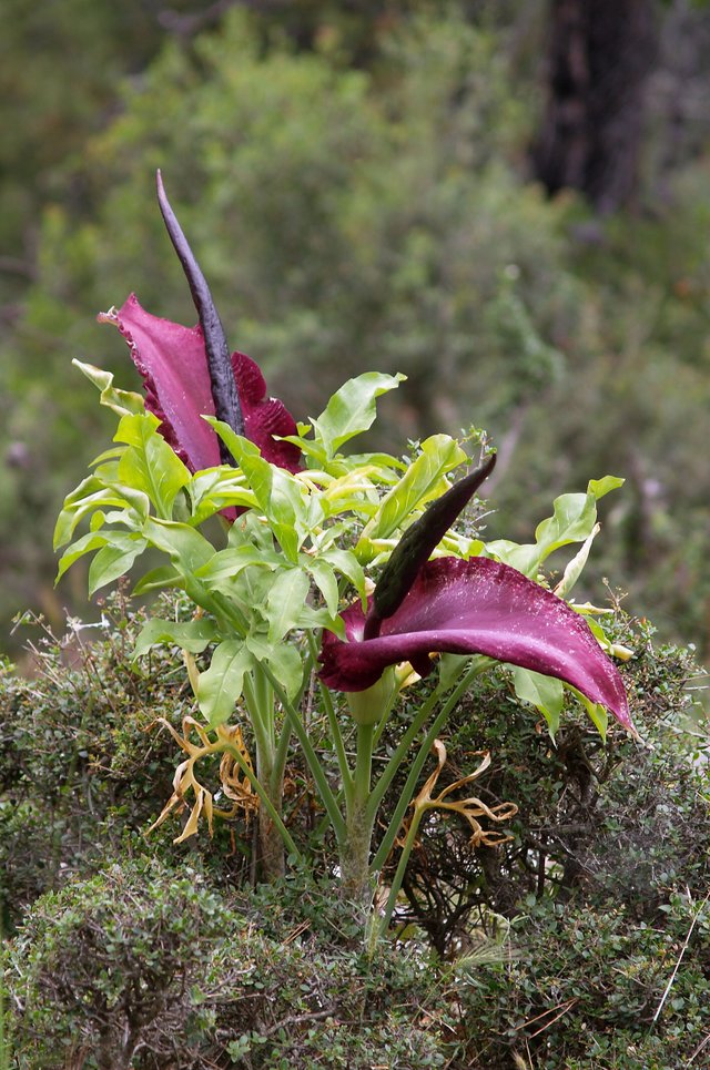 Dracunculus_vulgaris_LC0044.jpg