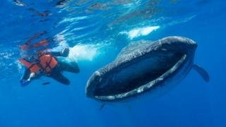 _99866744_whalesharkinislamujeresmexico-drsimonpiercemarinemegafaunafoundation-3.jpg