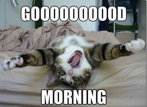 6459c472ef9065c55f35e73130613de6--good-morning-meme-good-morning-picture.jpg