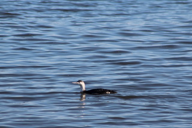 Red-ThroatedLoon.JPG