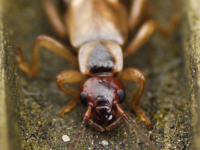 20350242840 - earwig on patrol in amongst the decking.jpg