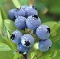 Blueberries.jpg