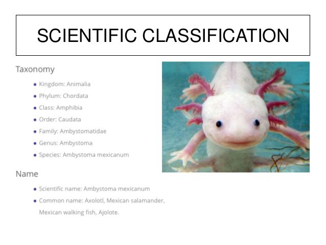 axolotl-biodiversity-3-638.jpg