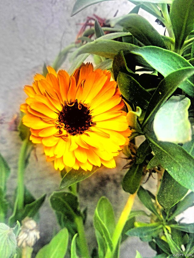 yellowflower.jpg