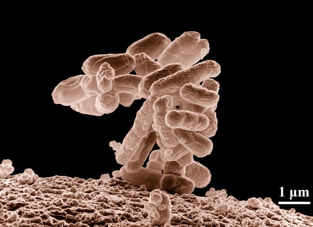 bacteria-62993_1920.jpg