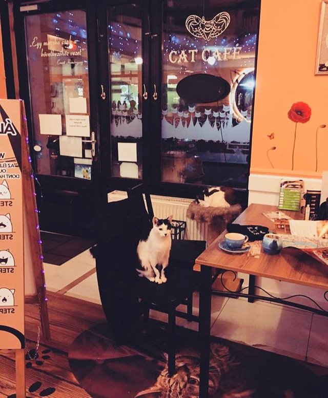 About Us – Cat Café Budapest