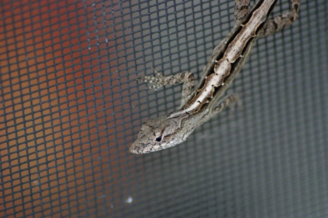 lizard 3-3.jpg