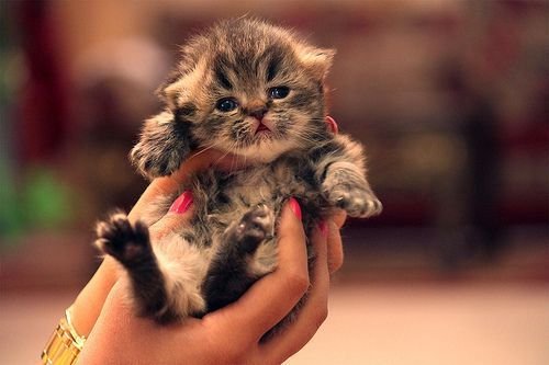 adorable-animals-cute-kitten-Favim.com-2691320.jpg