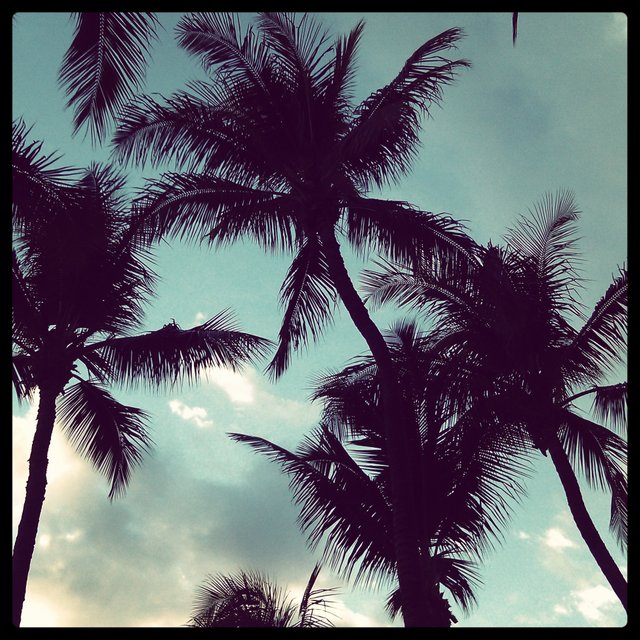 THe Palm Trees of Maui - Hawaii.jpg