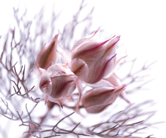 Pink Flower bud.jpg