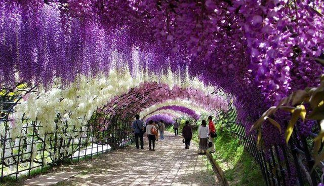 kawachi-fuji-garden-kitakyushu-japan-wisteria-1.jpg