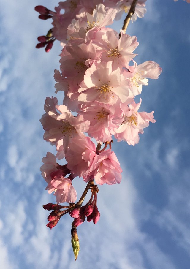 EFE15C58-9A27-4B93-ABF0-DF42707A9A05.jpeg