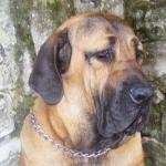 FILA BRASILEIRO.jpg