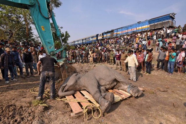 empat-ekor-gajah-mati-ditabrak-kereta-di-india-P2FT6qPfMV.jpg